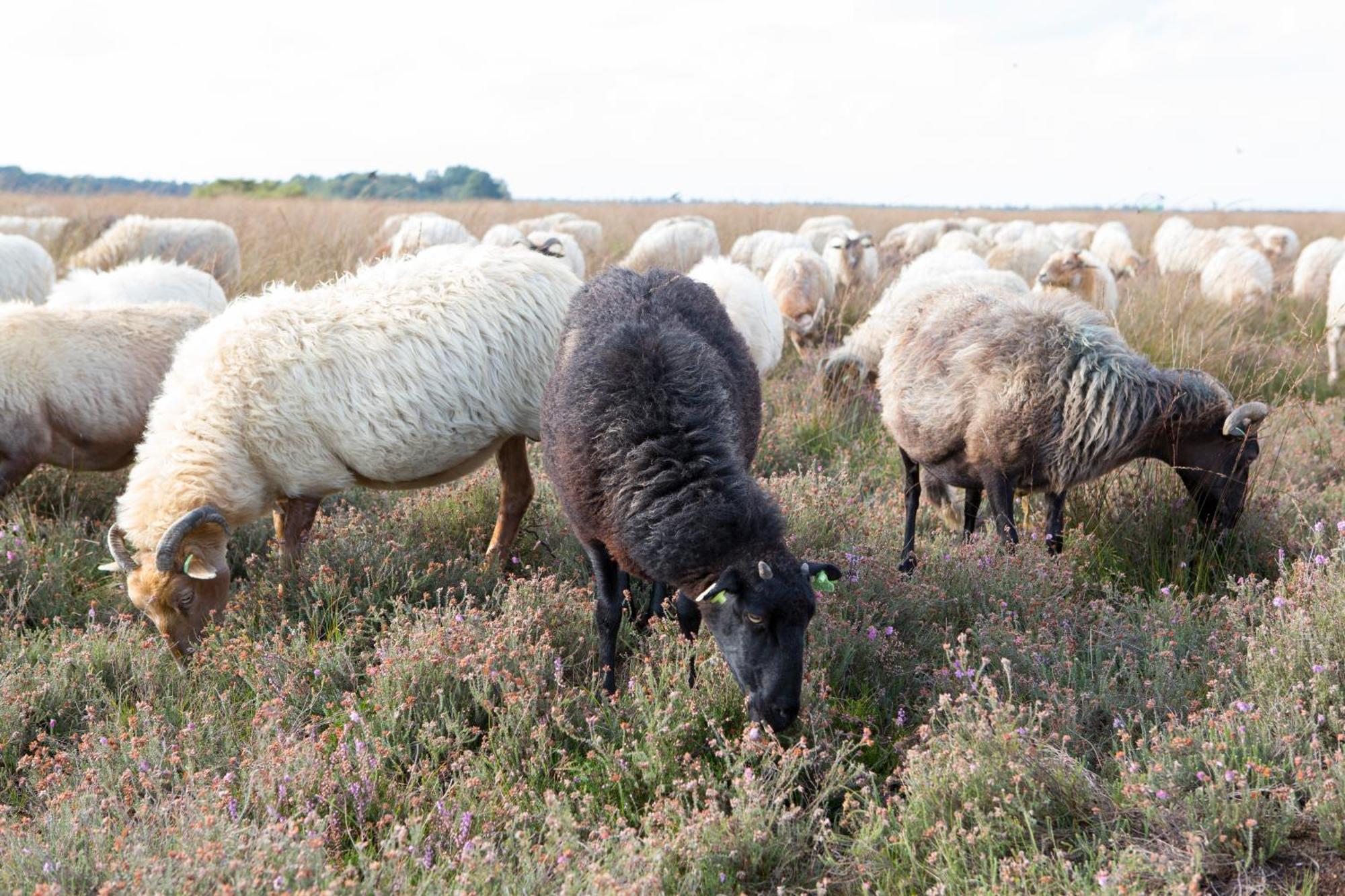 The Barnyard Panzió Balinge Kültér fotó